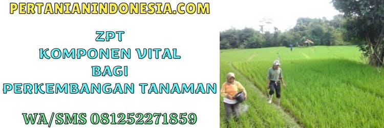 tanaman,cabai,nutrient,tumbuhan,hormon